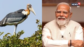 Hargila Bird:कौन है हरगिला पक्षी? PM मोदी ने मन की बात में जिसका किया जिक्र Hargila Bird:कौन है हरगिला पक्षी? PM मोदी ने मन की बात में जिसका किया जिक्र